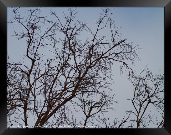 Bare tree branches in Winter  Framed Print by Margaret Stanton