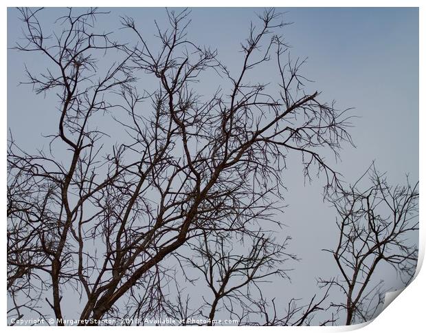 Bare tree branches in Winter  Print by Margaret Stanton