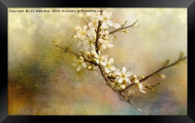 Blackthorn Flowers Framed Print by LIZ Alderdice