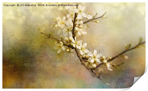 Blackthorn Flowers Print by LIZ Alderdice