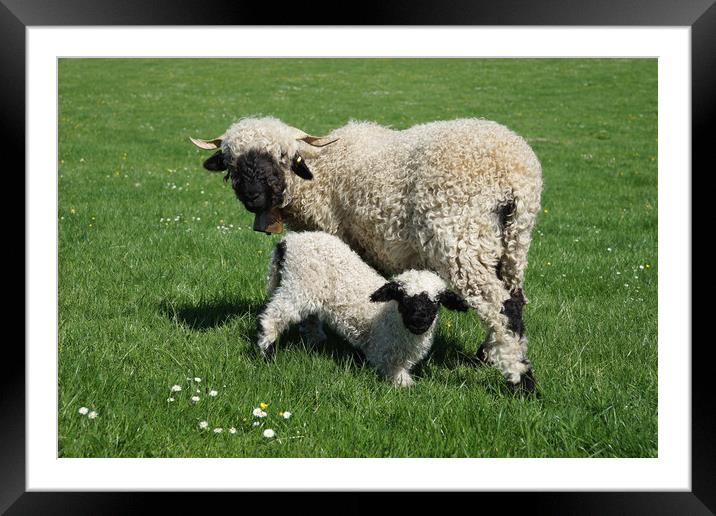 The Valais Blacknose Framed Mounted Print by JC studios LRPS ARPS