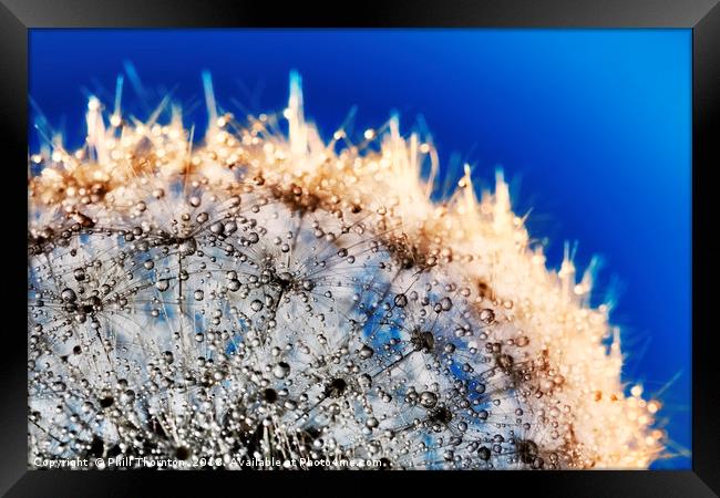 Abstract close up of a Dandelion head, with dew. Framed Print by Phill Thornton