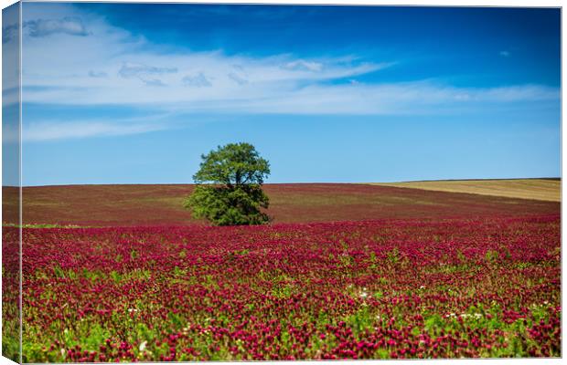 Red clover field and blue sky in summer day. Canvas Print by Sergey Fedoskin