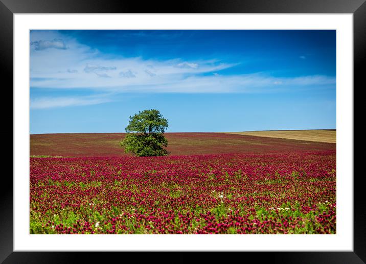 Red clover field and blue sky in summer day. Framed Mounted Print by Sergey Fedoskin