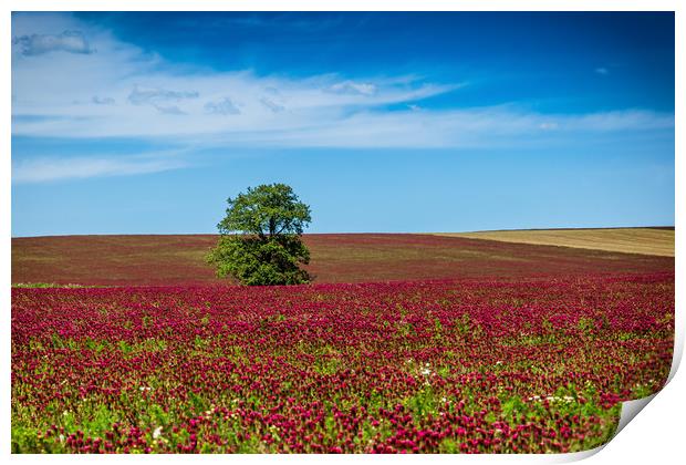 Red clover field and blue sky in summer day. Print by Sergey Fedoskin
