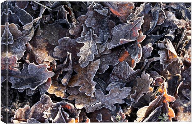 Frosted oak leaves Canvas Print by Tony Bates
