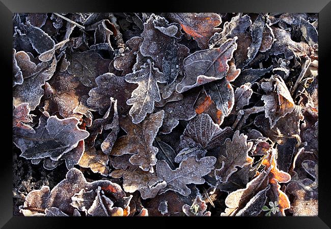 Frosted oak leaves Framed Print by Tony Bates
