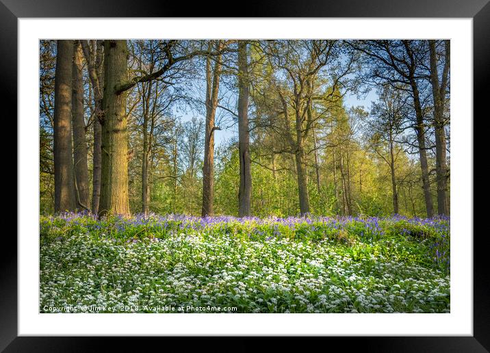 Wild Garlic in a Bluebell Wood Framed Mounted Print by Jim Key