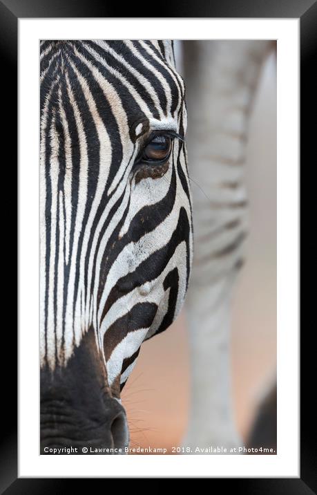 Close up Portrait of a Zebra  Framed Mounted Print by Lawrence Bredenkamp