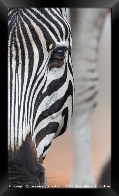 Close up Portrait of a Zebra  Framed Print by Lawrence Bredenkamp