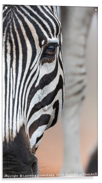 Close up Portrait of a Zebra  Acrylic by Lawrence Bredenkamp