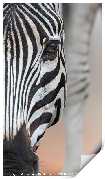 Close up Portrait of a Zebra  Print by Lawrence Bredenkamp
