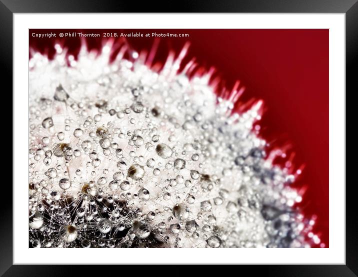 Abstract close up of a Dandelion head, with dew. Framed Mounted Print by Phill Thornton