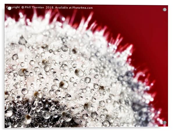 Abstract close up of a Dandelion head, with dew. Acrylic by Phill Thornton