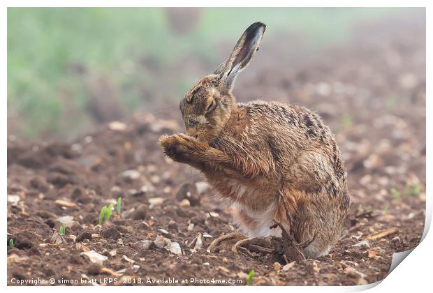 Wild brown hare with eyes closed, having a morning Print by Simon Bratt LRPS