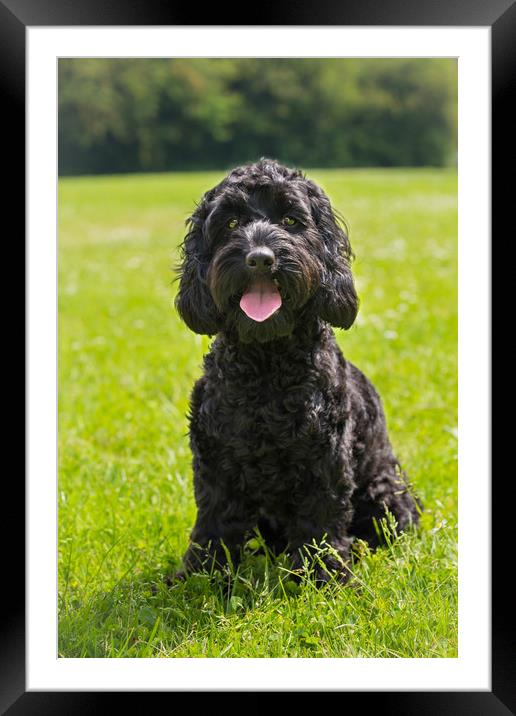 Cockapoo puppy portrait Framed Mounted Print by Steve Mantell