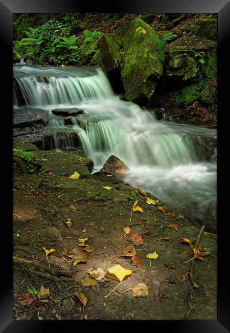 Glowing Beauty at Lumsdale                         Framed Print by Darren Galpin