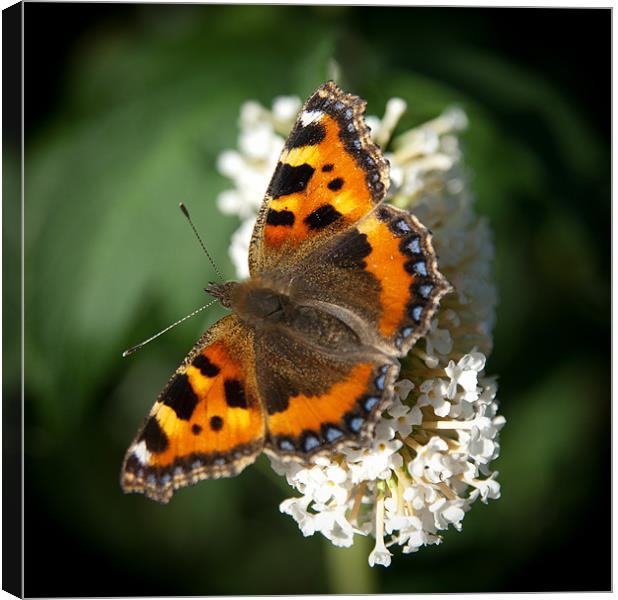 Red Admiral #1 Canvas Print by Declan Howard