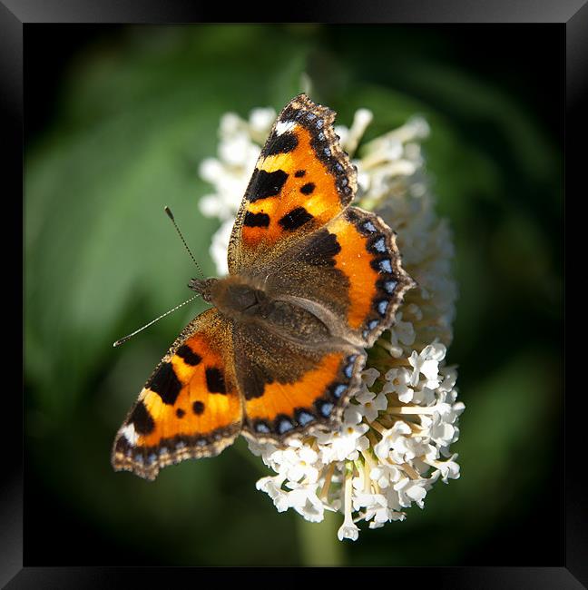 Red Admiral #1 Framed Print by Declan Howard