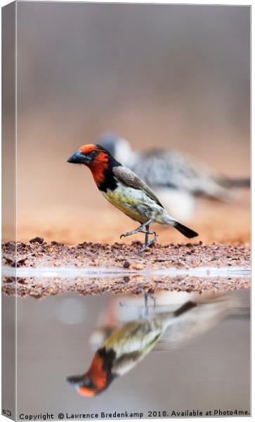 Black Collared Barbet - "By The Left"  Canvas Print by Lawrence Bredenkamp
