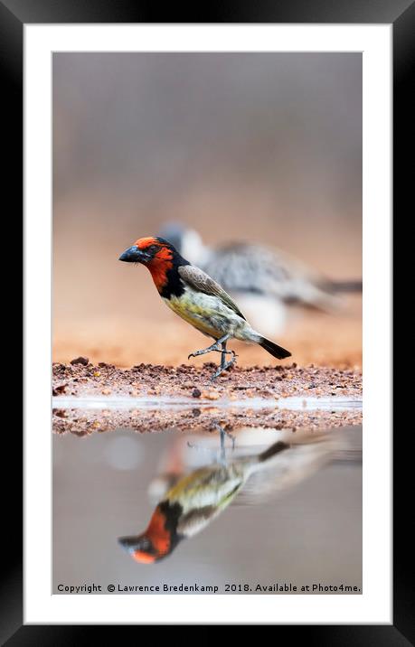 Black Collared Barbet - "By The Left"  Framed Mounted Print by Lawrence Bredenkamp