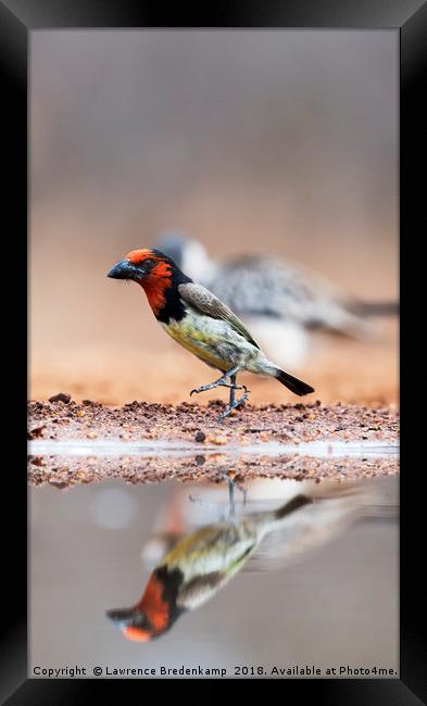 Black Collared Barbet - "By The Left"  Framed Print by Lawrence Bredenkamp