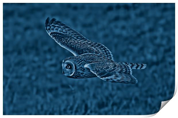 Short Eared Owl Print by Ste Jones