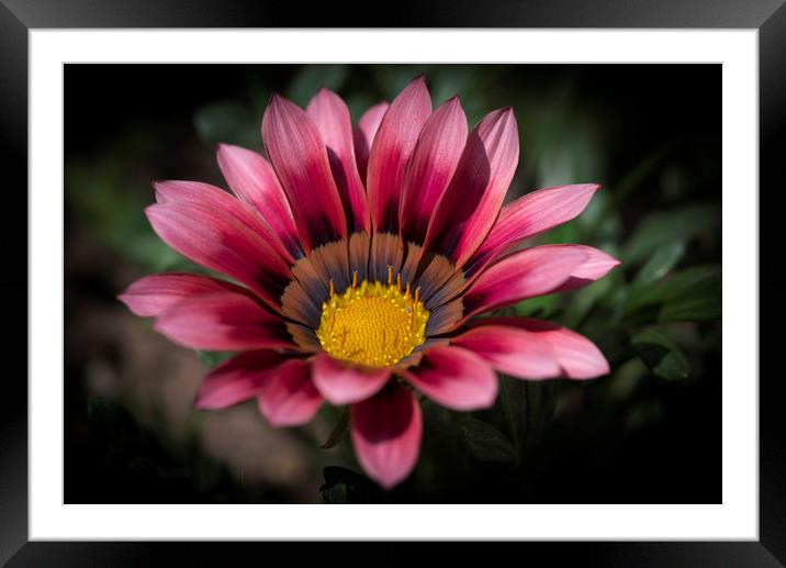 Gazania  Framed Mounted Print by Eddie John