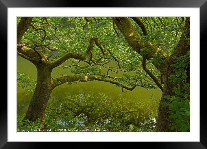 Oak Tree in South Wales in late Spring Framed Mounted Print by Nick Jenkins