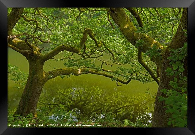 Oak Tree in South Wales in late Spring Framed Print by Nick Jenkins