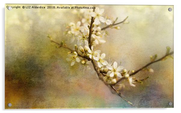 Blackthorn Flowers Acrylic by LIZ Alderdice