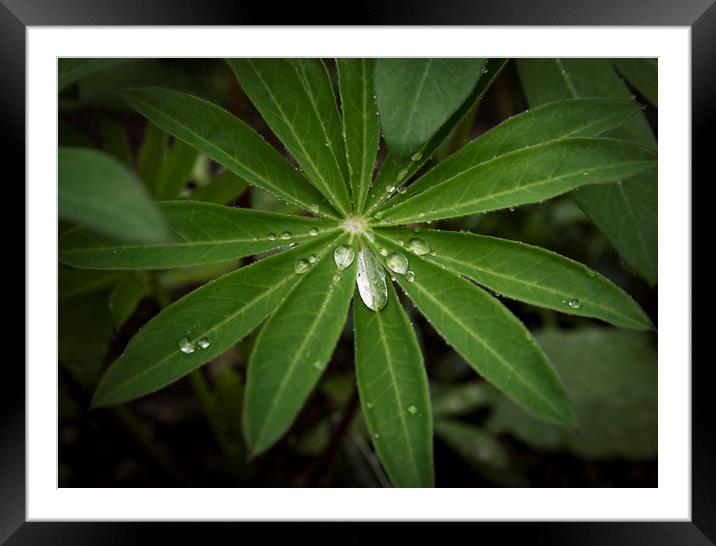 After the rain Framed Mounted Print by Eddie John