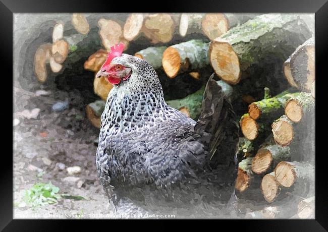 Chicken by the Woodpile Framed Print by Rosie Spooner