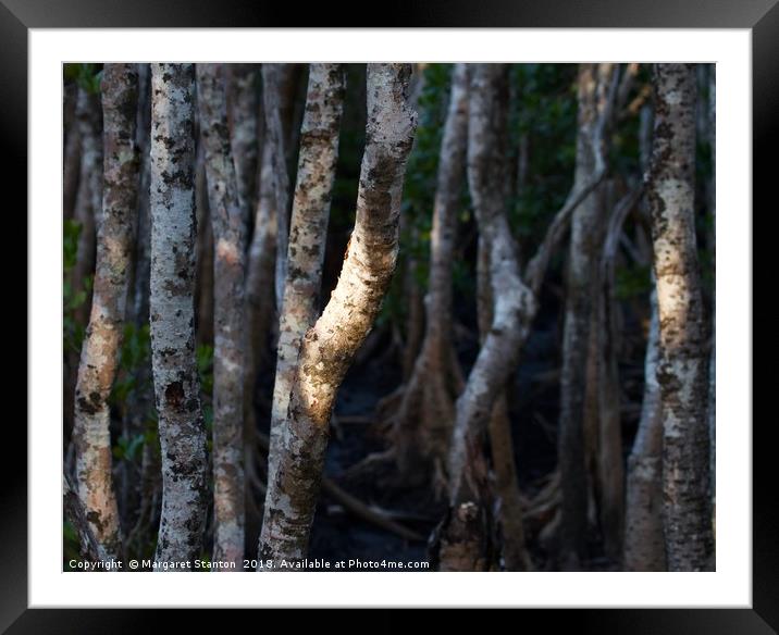 Magical Mangrove  Framed Mounted Print by Margaret Stanton