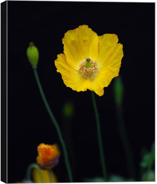 Welsh poppies Canvas Print by Leighton Collins