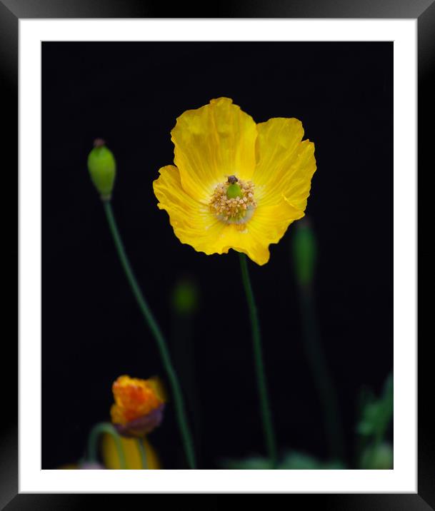 Welsh poppies Framed Mounted Print by Leighton Collins