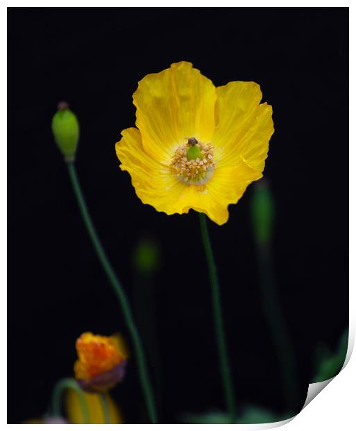 Welsh poppies Print by Leighton Collins