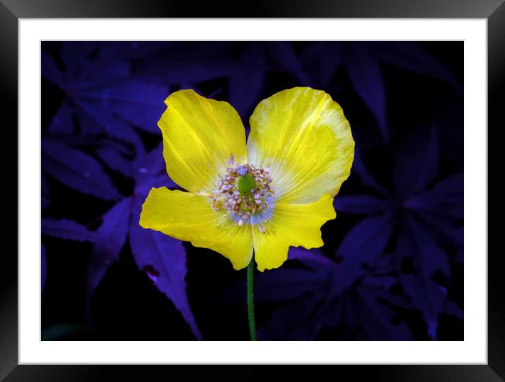 Yellow Welsh poppy Framed Mounted Print by Leighton Collins