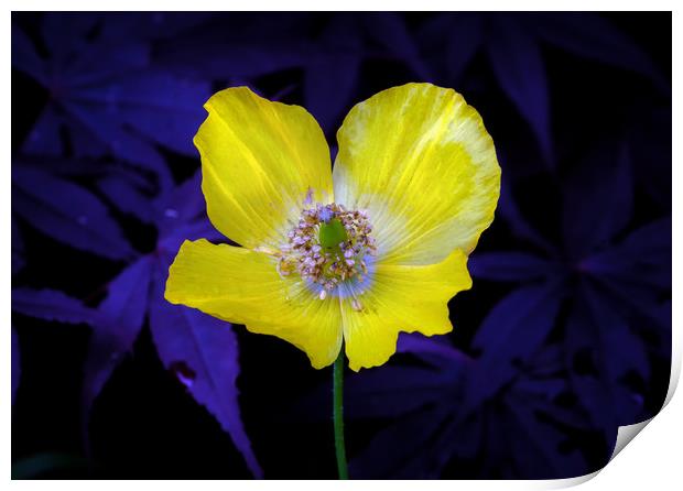 Yellow Welsh poppy Print by Leighton Collins