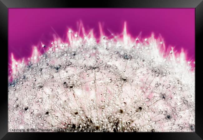 Abstract close up of a Dandelion head, with dew. Framed Print by Phill Thornton