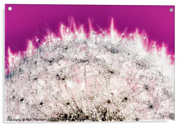 Abstract close up of a Dandelion head, with dew. Acrylic by Phill Thornton