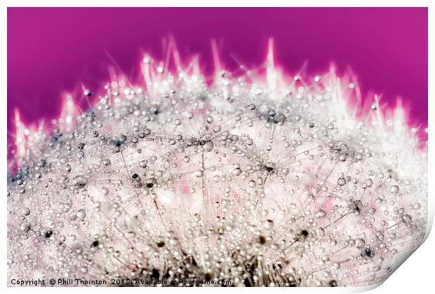 Abstract close up of a Dandelion head, with dew. Print by Phill Thornton