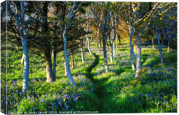 Bluebell Path Canvas Print by James Lavott