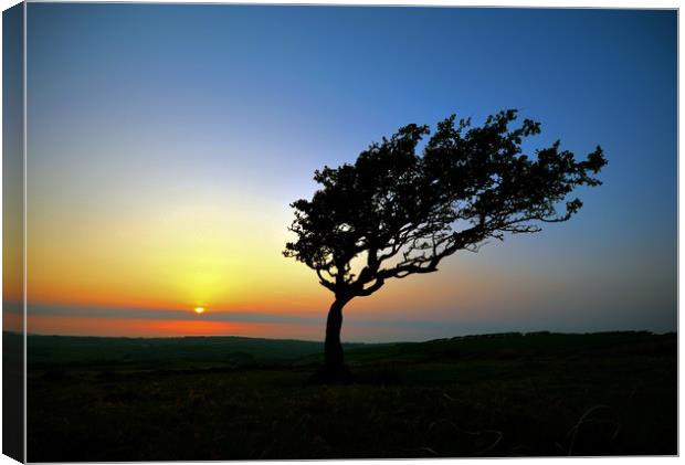 Tree at Sunset On Exmoor Canvas Print by graham young