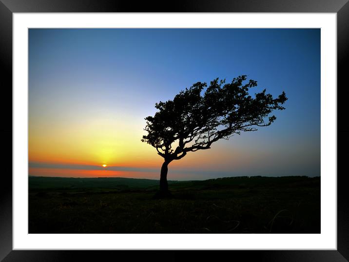 Tree at Sunset On Exmoor Framed Mounted Print by graham young