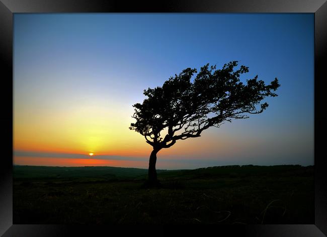 Tree at Sunset On Exmoor Framed Print by graham young