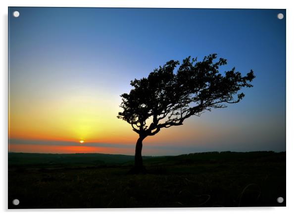 Tree at Sunset On Exmoor Acrylic by graham young