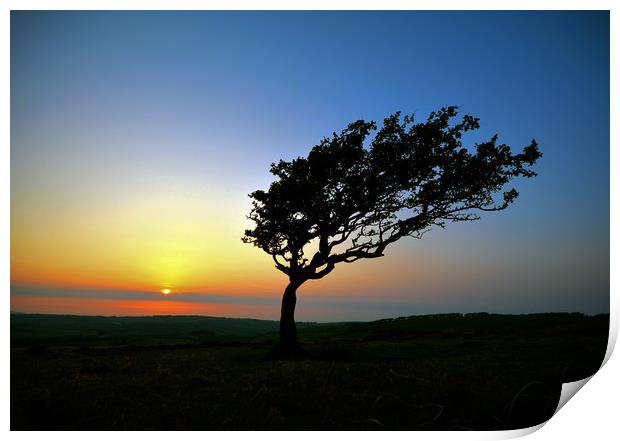 Tree at Sunset On Exmoor Print by graham young