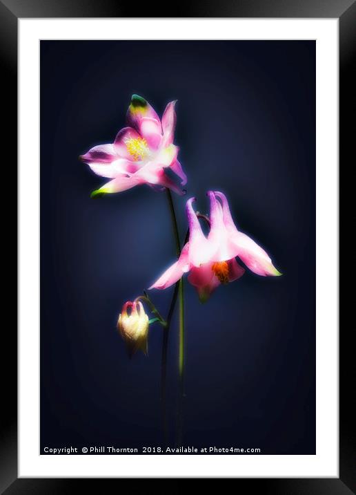 Double Aquilegia stem. Framed Mounted Print by Phill Thornton