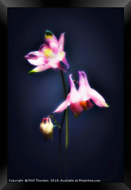 Double Aquilegia stem. Framed Print by Phill Thornton